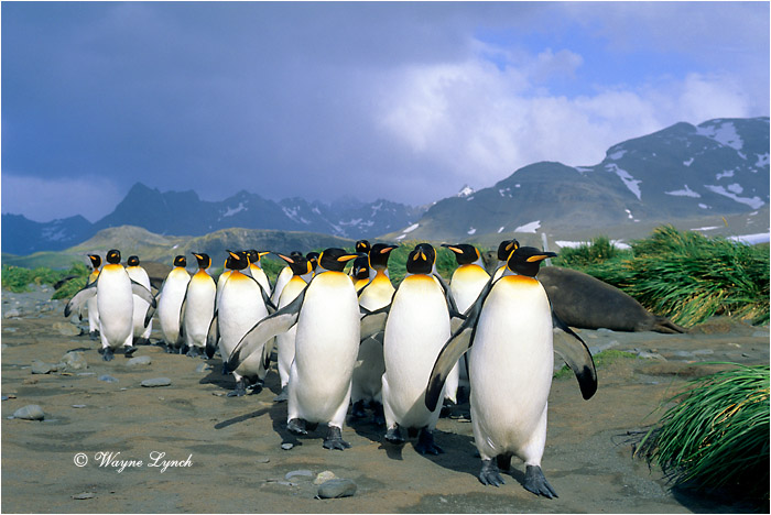King Penguin 112 by Dr. Wayne Lynch &copy;