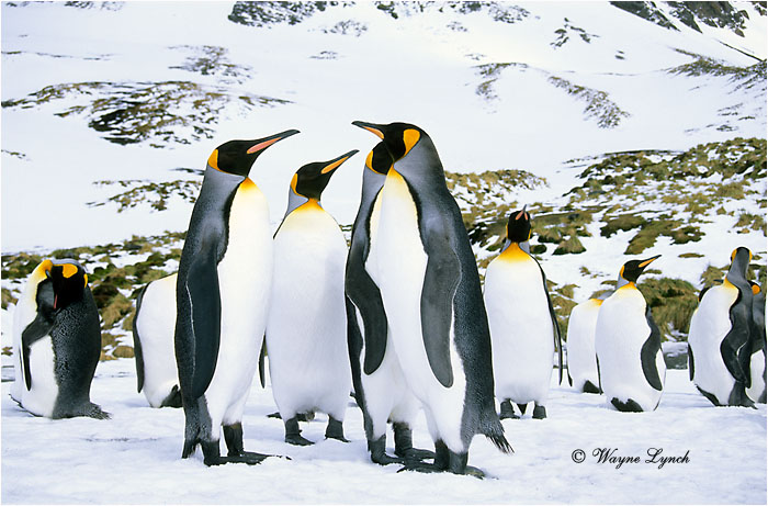 King Penguin 116 by Dr. Wayne Lynch &copy;