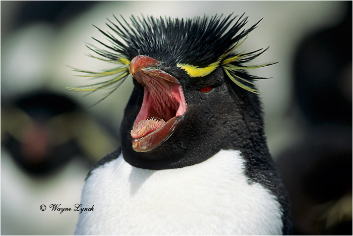 Rockhopper Penguin 101 by Dr. Wayne Lynch &copy;