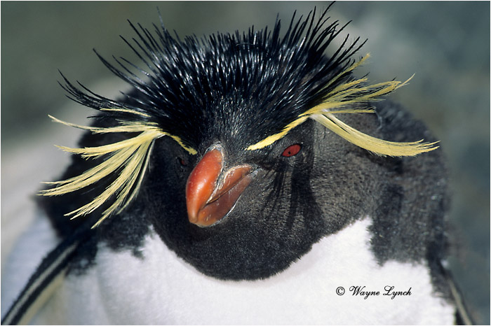 Rockhopper Penguin 104 by Dr. Wayne Lynch ©