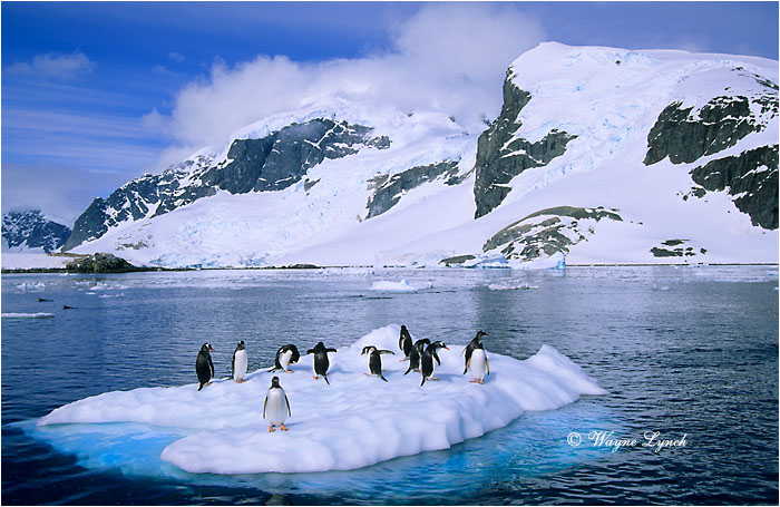 Gentoo Penguin 103 by Dr. Wayne Lynch &copy;