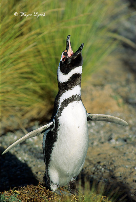 Megellanic Penguin 101 by Dr. Wayne Lynch &copy;