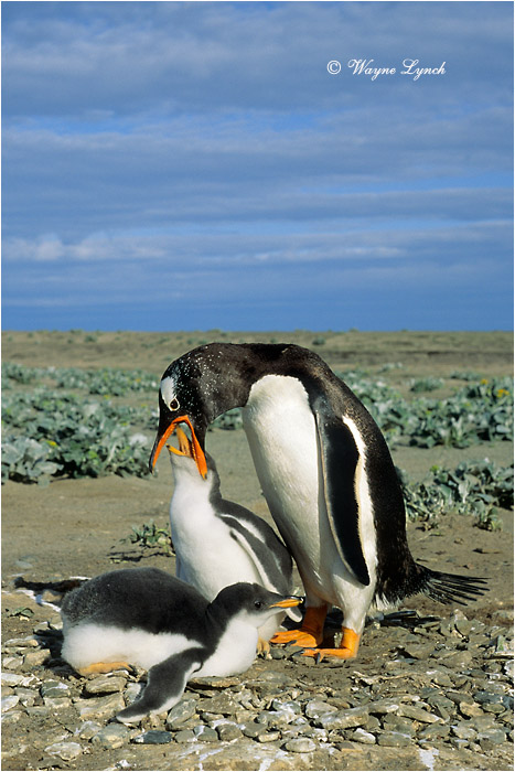 Gentoo Penguin 101a by Dr. Wayne Lynch &copy;