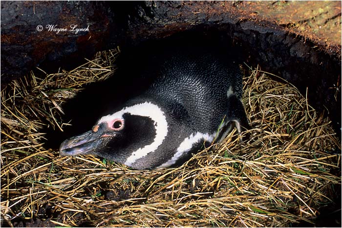 Megellanic Penguin 102 by Dr. Wayne Lynch &copy;