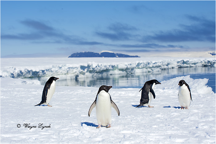 Adelie Penguins 120 by Dr. Wayne Lynch &copy;