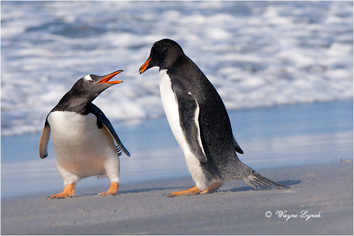 Gentoo Penguins Squabbling 128 by Dr. Wayne Lynch ©