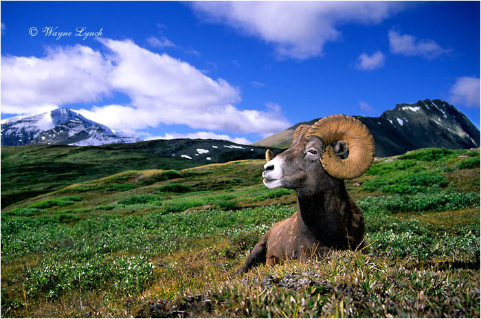 Bighorn Sheep 102 by Wayne Lynch &copy;