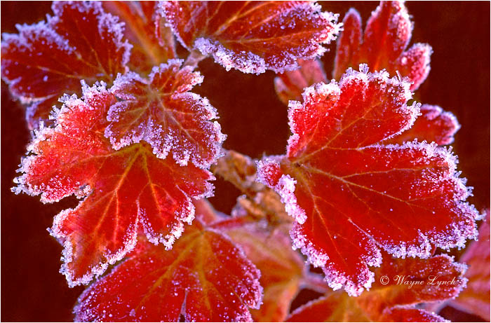 Northern Gooseberry 102 by Wayne Lynch &copy;