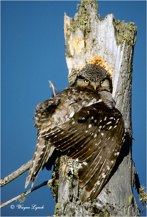 Northern Hawk Owl 129 by Wayne Lynch &copy;