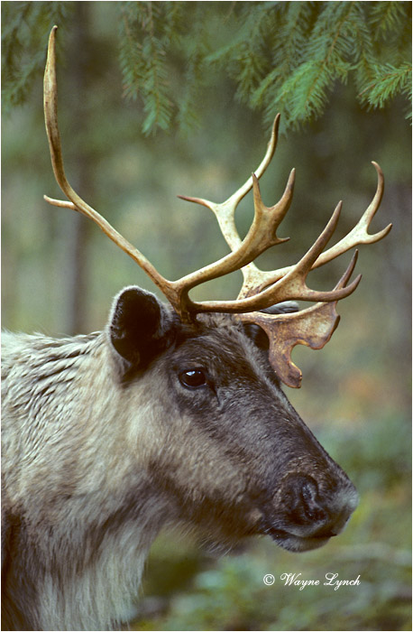 Woodland Caribou 101 by Wayne Lynch &copy;