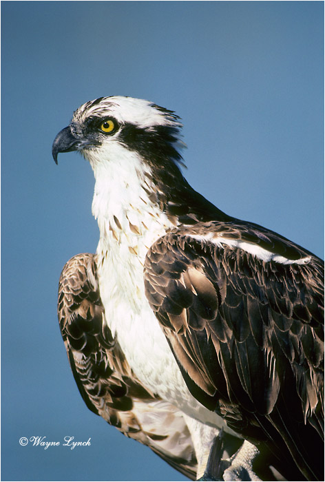 Osprey 101  by Wayne Lynch &copy;