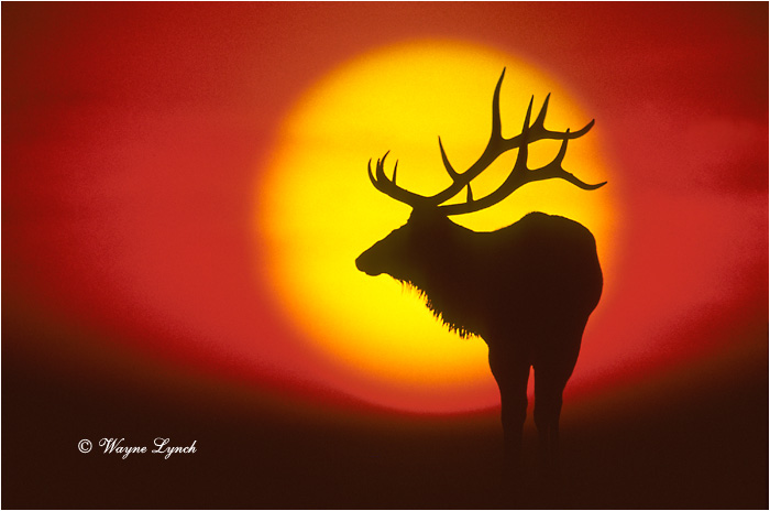 Bull Elk 102 by Wayne Lynch &copy;