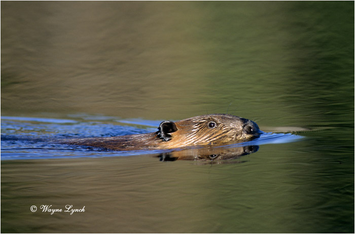 Swimming Beaver 104 by Wayne Lynch ©
