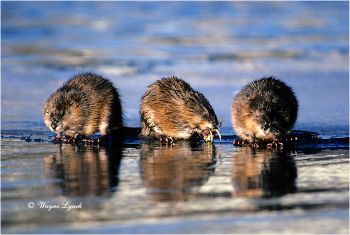 Wintering Muskrats 102 by Wayne Lynch &copy;