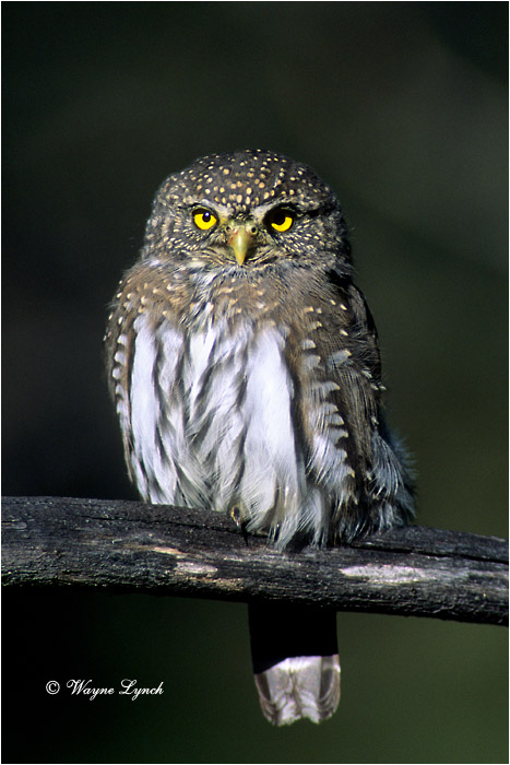 Northern Pygmy Owl 105a by Wayne Lynch &copy;