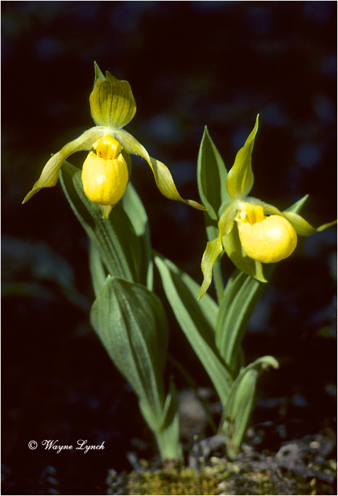 Yellow Lady's Slipper 101 by Wayne Lynch &copy;