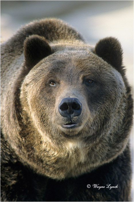 Grizzly Bear 126 by Wayne Lynch &copy;