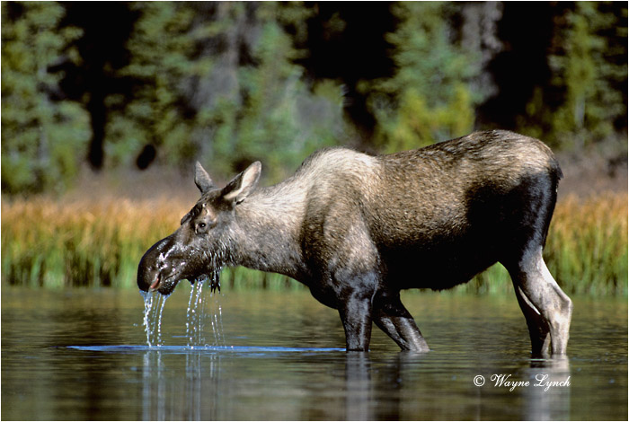 Moose 102  by Wayne Lynch ©