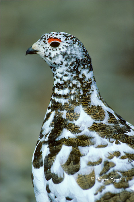 White-tailed Ptarmigan 103 by Wayne Lynch &copy;