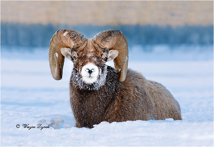 Bighorn Sheep Ram 117 by Dr. Wayne Lynch ©
