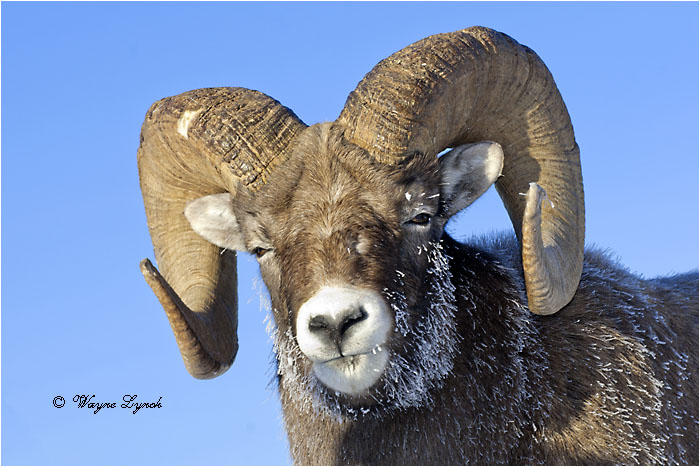 Bighorn Sheep Ram 127 by Dr. Wayne Lynch ©