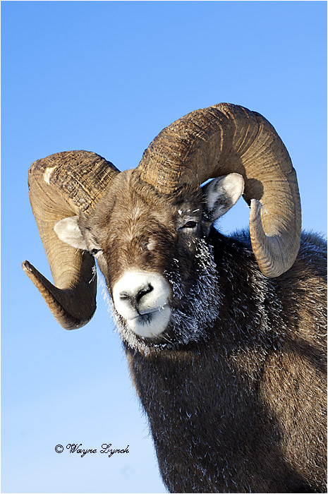 Bighorn Sheep Ram 126 by Dr. Wayne Lynch &copy;