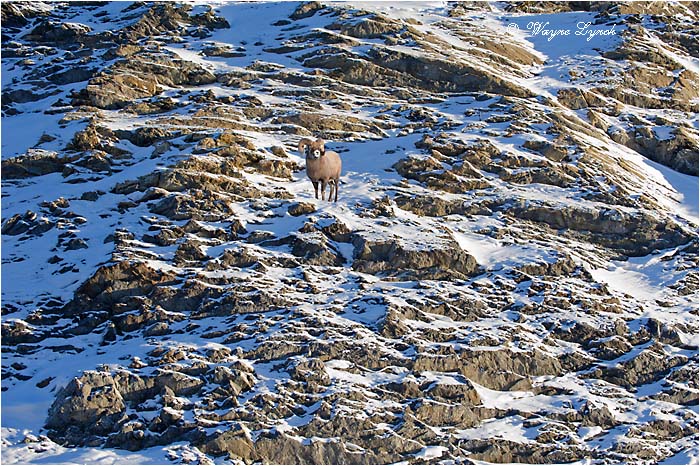 Bighorn Sheep Ram 142 by Dr. Wayne Lynch &copy;