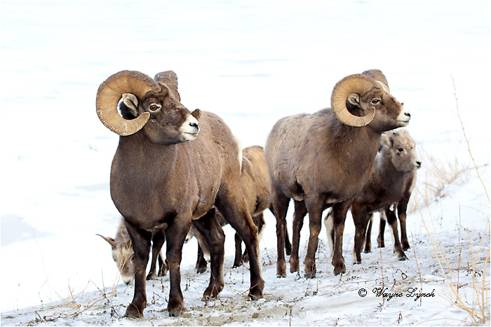 Bighorn Sheep Wintering Herd 140 by Dr. Wayne Lynch ©