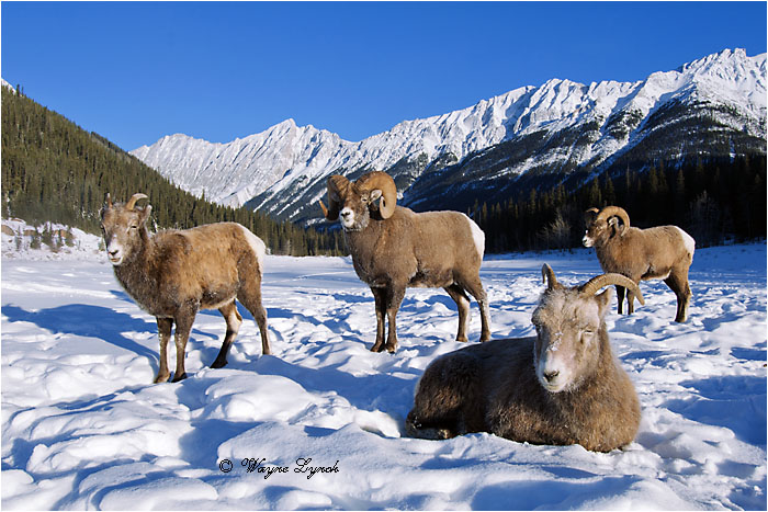 Bighorn Sheep Rams & Ewes 122 by Dr. Wayne Lynch &copy;